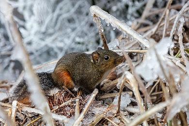 美少女动作游戏《武士少女》新实机演示 JK爆衣战斗